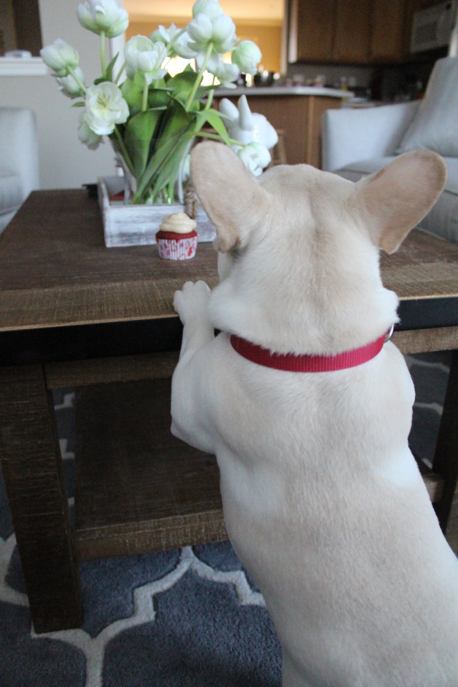 Rooney you are my Valentine too, but these aren't for you!