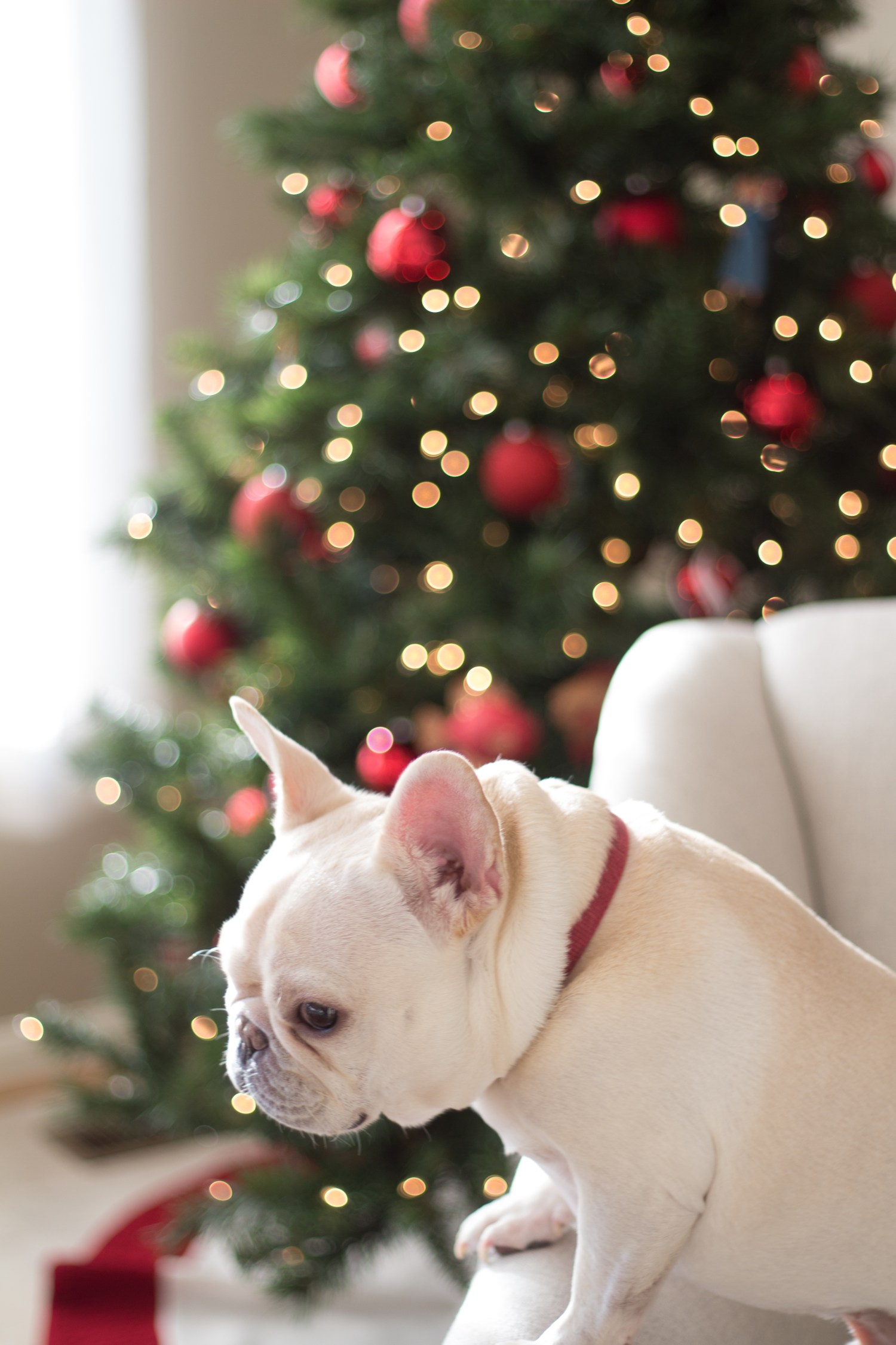 lucy-christmas-2016-8782