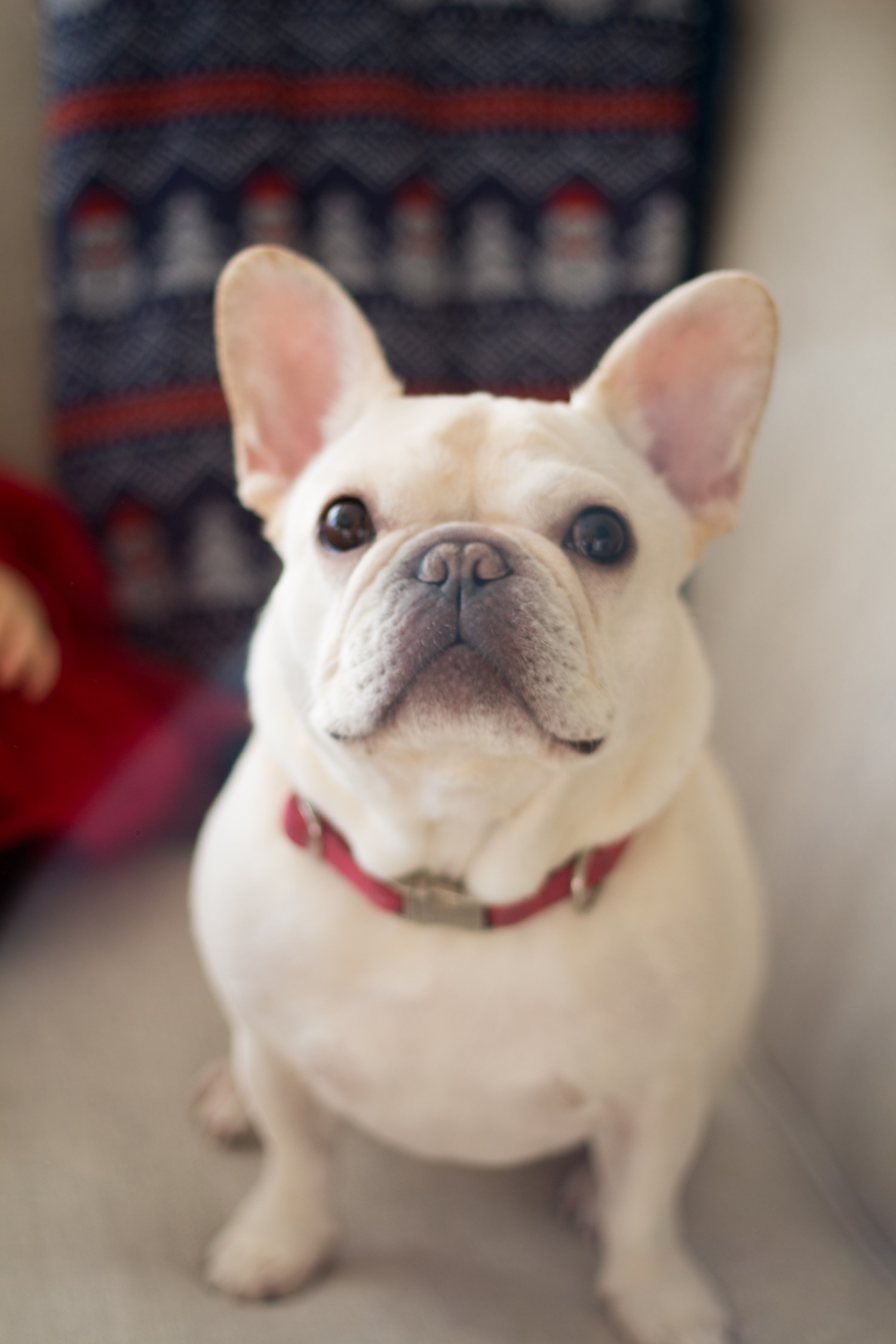 lucy-christmas-2016-8867