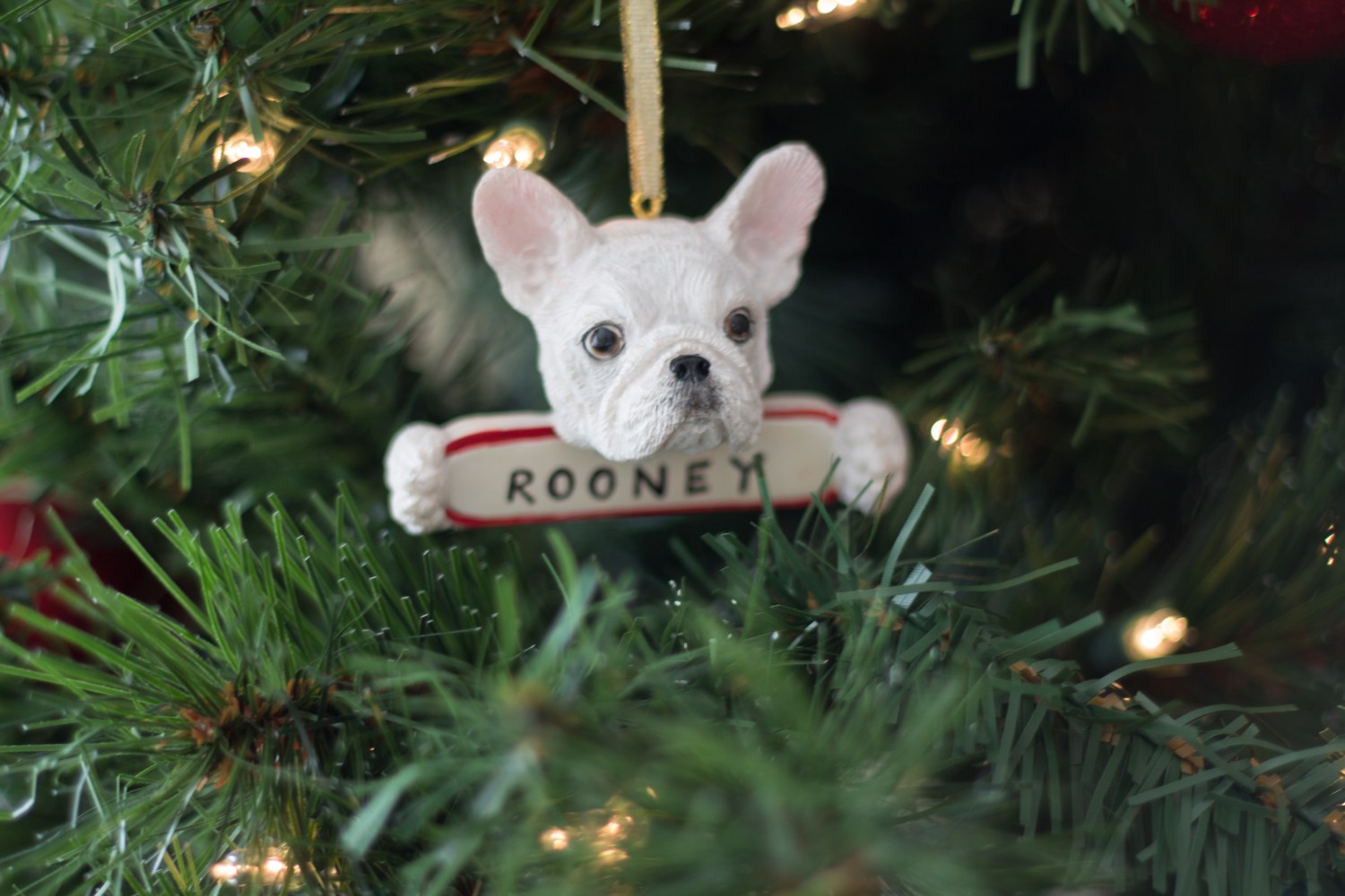 lucy-christmas-2016-8975